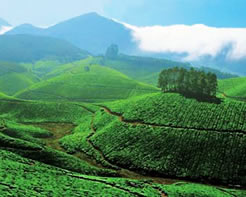 Cochin, Kerala