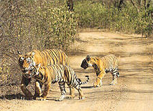 Ranthambhore