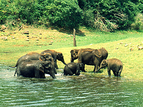 Thekkady, Kerala